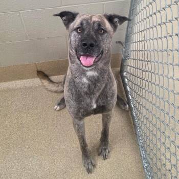 Timber -  Mixed Breed Dog for Adoption in Bristol, Indiana - Timber | PetCurious