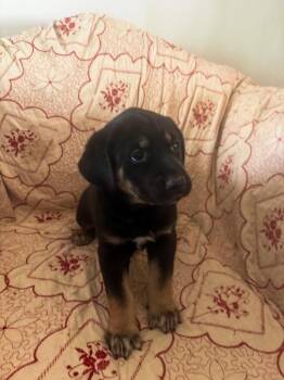 Labrador Retriever and German Shepherd Dog Dogs Available for Adoption in Carson City, Nevada - Pot Pie | PetCurious