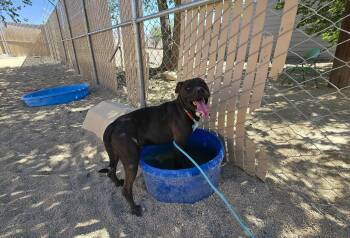 Rescue Pit Bull Terrier Dogs for Adoption in Silver Springs, Nevada - Oswald | PetCurious