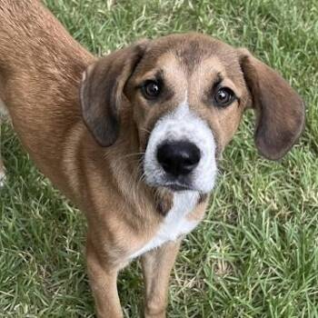 Rescue Hound Dogs for Adoption in Portland, Maine - Tessie (Fee Reduced Until 12/15) | PetCurious