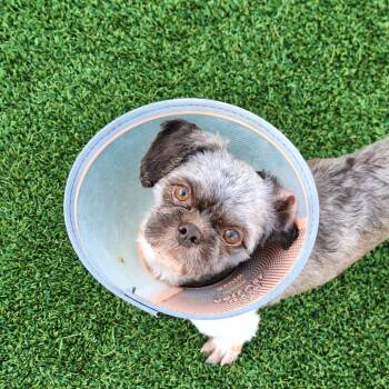 Oreo 5290 -  Shih Tzu and None Dog for Adoption in Loxahatchee Groves, Florida - Oreo 5290 | PetCurious