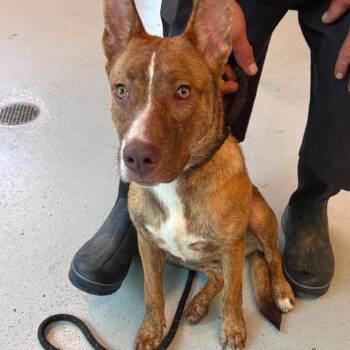 Sapphire -  Mixed Breed Dog for Adoption in Huntington, West Virginia - Sapphire | PetCurious