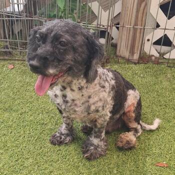 Bunny 9350 -  Poodle Dog for Adoption in Loxahatchee Groves, Florida - Bunny 9350 | PetCurious
