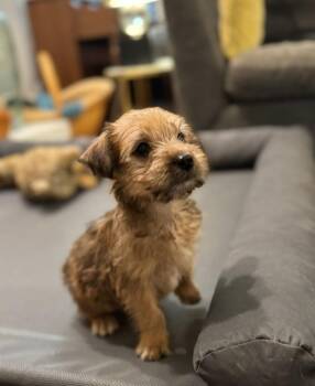 Miniature Poodle Dogs Available for Adoption - Berry | PetCurious