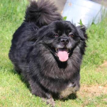 Pomeranian and Shih Tzu Dogs Available for Adoption in Yreka, California - Bear | PetCurious