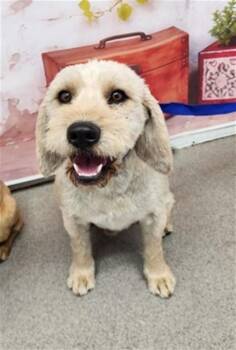 Terrier and Mixed Breed Dogs Available for Adoption in San Bernardino, California - KEN | PetCurious