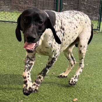 Slate 8731 -  German Shorthaired Pointer Dog for Adoption in Loxahatchee Groves, Florida - Slate 8731 | PetCurious