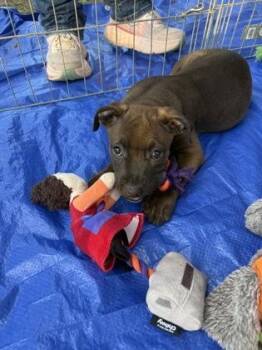 Colette -  Terrier and Mixed Breed Dog for Adoption in Picayune, Mississippi - Colette | PetCurious