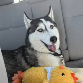 Rescue Husky Dogs for Adoption in Rochester, Minnesota - Turbo | PetCurious