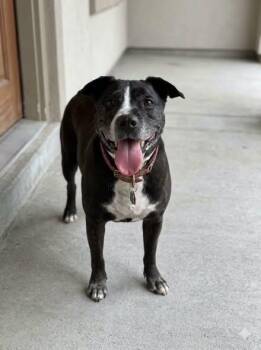 Luna -  Australian Cattle Dog Blue Heeler Dog for Adoption in Cranston, Rhode Island - Luna | PetCurious