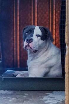 Bennett -  Mixed Breed Dog for Adoption in Cincinnati, Ohio - Bennett | PetCurious