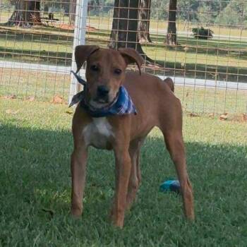 Rescue Mixed Breed Dogs for Adoption in Pelham, New Hampshire - Clyde | PetCurious