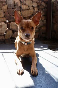 Chihuahua Dogs Available for Adoption - Robin | PetCurious