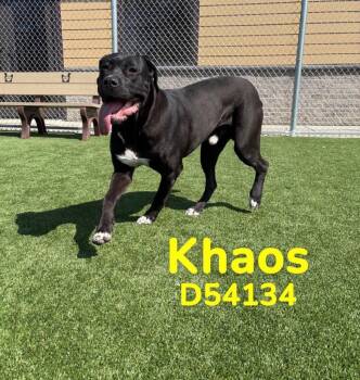 Cane Corso Dogs Available for Adoption - Khaos | PetCurious