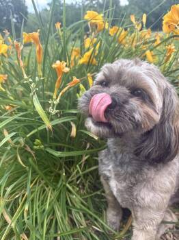 Tippy Toes -  Shih Tzu Dog for Adoption in Elizabethtown, Pennsylvania - Tippy Toes | PetCurious