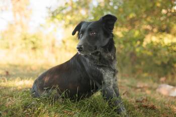 Rescue Border Collie and Mixed Breed Dogs for Adoption in Gradyville, Kentucky - Hattie | PetCurious