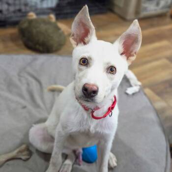 Wiley -  Shepherd and Mixed Breed Dog for Adoption in Pittsburg, Kansas - Wiley | PetCurious