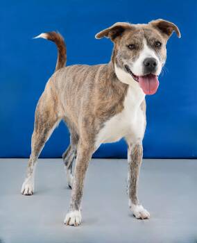GRACIE -  Pit Bull Terrier Dog for Adoption in Pasadena, California - GRACIE | PetCurious