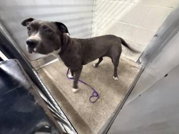 Pit Bull Terrier Dogs Available for Adoption in San Bernardino, California - LOLA | PetCurious