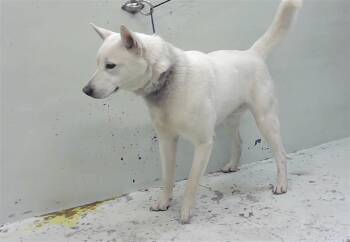 Husky and Mixed Breed Dogs Available for Adoption - A2063092 | PetCurious