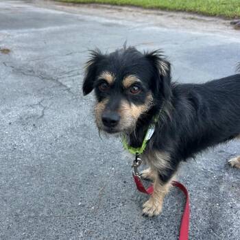 Ander -  Mixed Breed Dog for Adoption in Jupiter, Florida - Ander | PetCurious