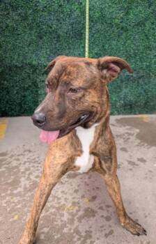 61678284 -  Pit Bull Terrier and Mixed Breed Dog for Adoption in El Paso, Texas - 61678284 | PetCurious