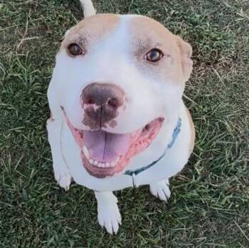 Azul -  Pit Bull Terrier Dog for Adoption in Krum, Texas - Azul | PetCurious