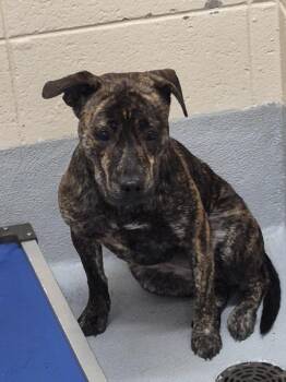 Pen 115c Velvet -  Pit Bull Terrier Dog for Adoption in Lawrenceville, Georgia - Pen 115c Velvet | PetCurious