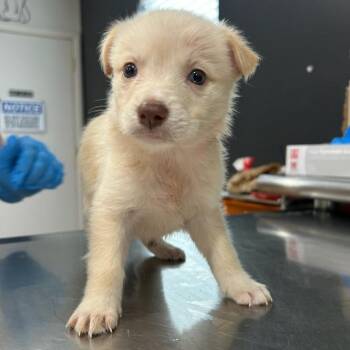 Echo -  Labrador Retriever Dog for Adoption in Livingston, Texas - Echo | PetCurious