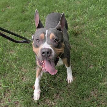 Woop Woop -  Pit Bull Terrier Dog for Adoption in Greensboro, North Carolina - Woop Woop | PetCurious