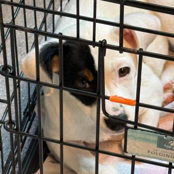 Kennedy 22739 -  Terrier and Mixed Breed Dog for Adoption in Cumming, Georgia - Kennedy 22739 | PetCurious