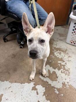 Honey -  Fox Terrier and Mixed Breed Dog for Adoption in Baraboo, Wisconsin - Honey | PetCurious