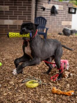 Mixed Breed Dogs Available for Adoption in Chamblee, Georgia - Rakestraw | PetCurious