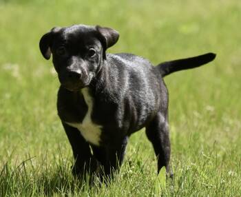 Olivia -  German Shepherd Dog and Rottweiler Dog for Adoption in Mechanicsburg, Pennsylvania - Olivia | PetCurious