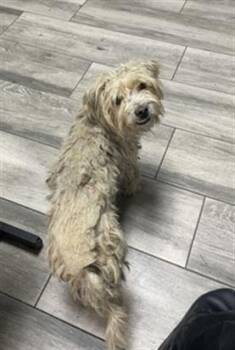 MICKEY -  Terrier and Mixed Breed Dog for Adoption in Redlands, California - MICKEY | PetCurious