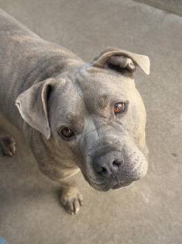 Pit Bull Terrier and Mixed Breed Dogs Available for Adoption - Ms. Squibbles | PetCurious