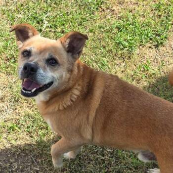 Trill -  Staffordshire Bull Terrier Dog for Adoption in Spring Hill, Kansas - Trill | PetCurious
