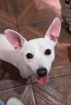 Mauser -  Chihuahua Dog for Adoption in Houston, Texas - Mauser | PetCurious