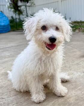 Presto -  Bichon Frise Dog for Adoption in Troy, Illinois - Presto | PetCurious