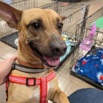 Chihuahua and Dachshund Dogs Available for Adoption in Austin, Texas - Peanut Butter CM | PetCurious