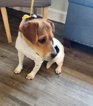 Rescue Beagle Dogs for Adoption in Fairfax, Virginia - Honey *Adopt Or Foster* | PetCurious