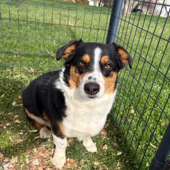 Corgi Dogs Available for Adoption - Tucker | PetCurious