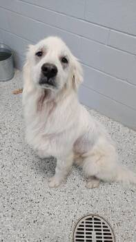 Oliver -  Great Pyrenees Dog for Adoption in New Bern, North Carolina - Oliver | PetCurious
