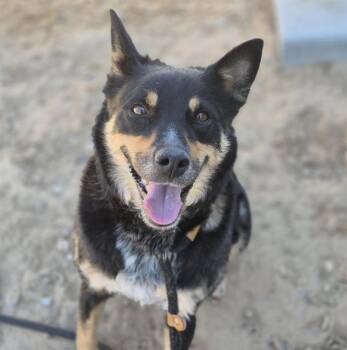 Rescue Australian Cattle Dog Blue Heeler and Mixed Breed Dogs for Adoption in Albuquerque, New Mexico - MAGGIE | PetCurious