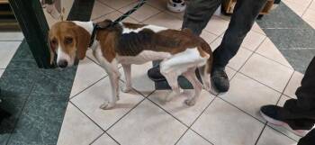 Sally -  Treeing Walker Coonhound Dog for Adoption in Burgaw, North Carolina - Sally | PetCurious