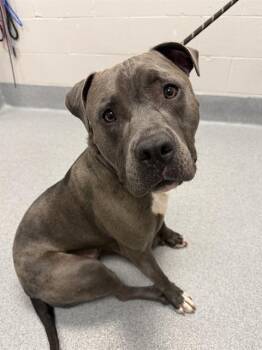 SCRIM -  Pit Bull Terrier and Mixed Breed Dog for Adoption in Indianapolis, Indiana - SCRIM | PetCurious
