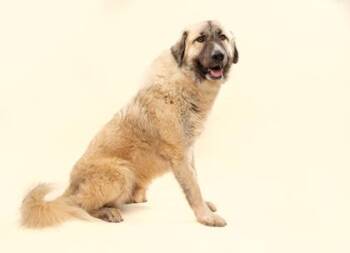 Great Pyrenees and Mixed Breed Dogs Available for Adoption in Fort Worth, Texas - Lucas | PetCurious