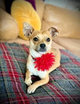 Rescue Chihuahua Dogs for Adoption in Milton, Florida - Mari | PetCurious