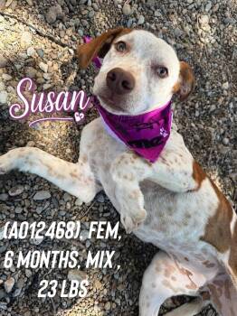 Susan -  Cattle Dog and Australian Cattle Dog Blue Heeler Dog for Adoption in Thornton, Colorado - Susan | PetCurious