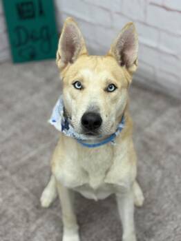 Todd -  Husky and Shepherd Dog for Adoption in Detroit, Michigan - Todd | PetCurious